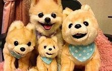 娱乐吃瓜君宠物,揭秘明星宠物的趣味生活