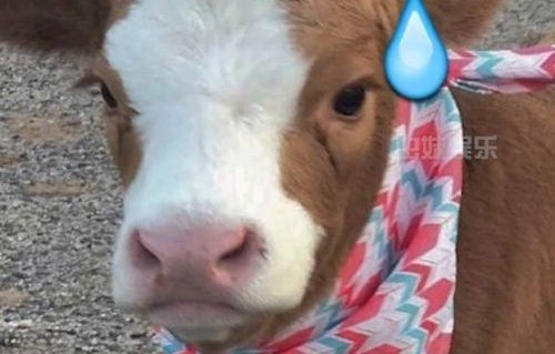 娱乐吃瓜酱猪猪,揭秘娱乐圈那些不为人知的幕后故事